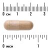 Swanson Vitamins - Multiglandular Saúde Masculina 60 Cápsulas